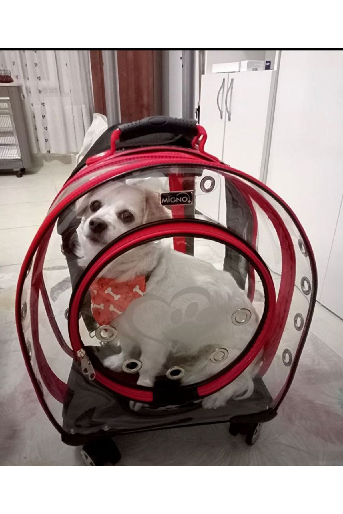 Migno Şeffaf Tekerlekli Kedi Köpek Taşıma Valizi Çekçekli Sırt Çantası Model Büyük Boy